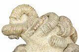 Tall Cluster Of Heteromorph (Nostoceras) Ammonite Fossils #241988-4